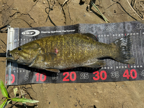 スモールマウスバスの釣果