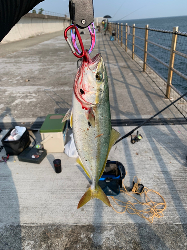 ツバスの釣果