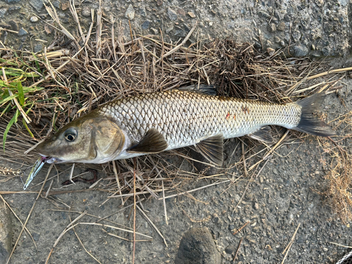 ニゴイの釣果