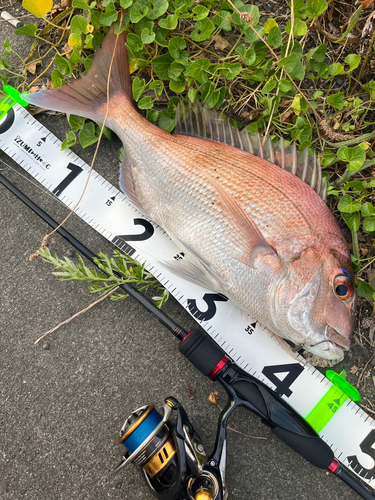 マダイの釣果