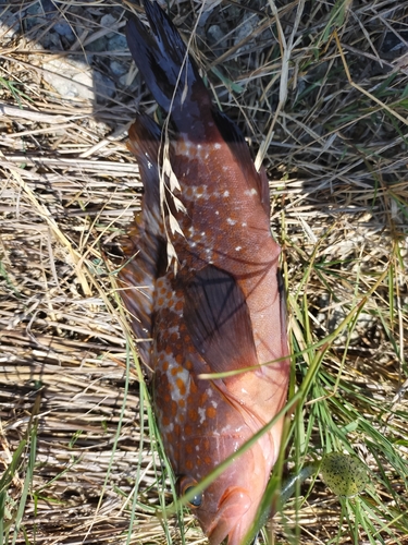 アコウの釣果