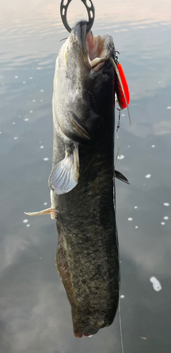 ナマズの釣果