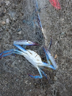 タイワンガザミの釣果