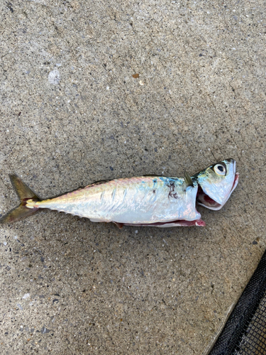 サバの釣果