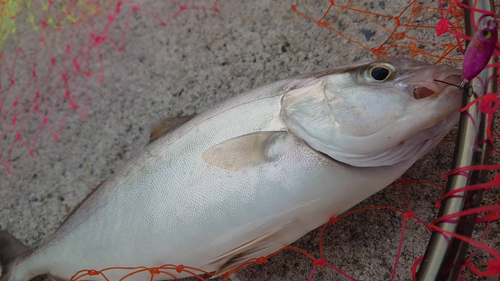 ショゴの釣果