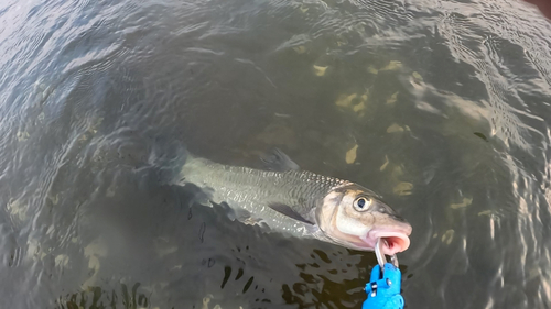 ニゴイの釣果