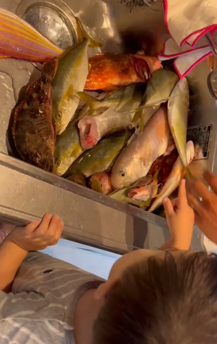 シロアマダイの釣果