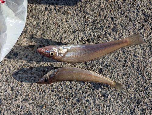 キスの釣果