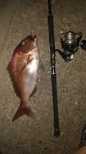 マダイの釣果