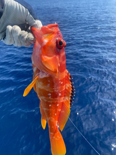 アカハタの釣果