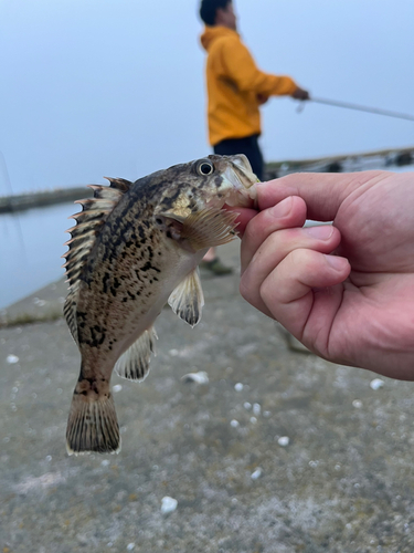 釣果