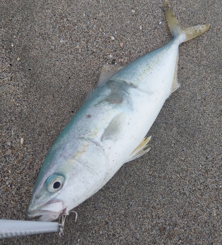 イナダの釣果