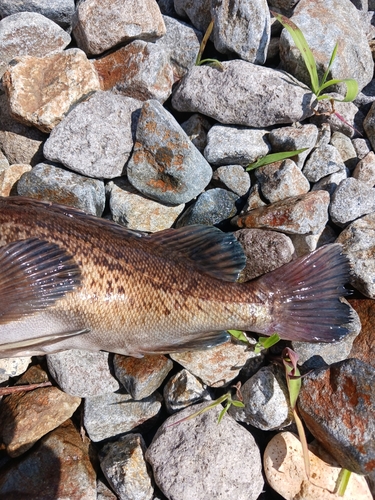 ソイの釣果