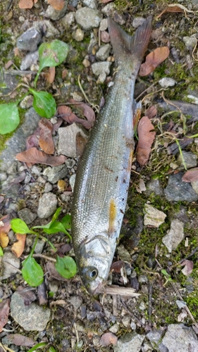 ウグイの釣果