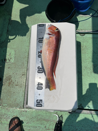 アマダイの釣果