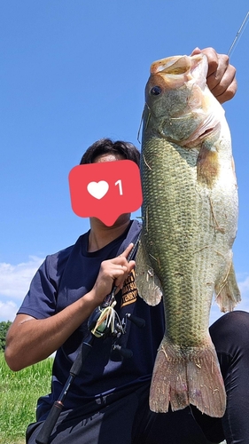 ブラックバスの釣果