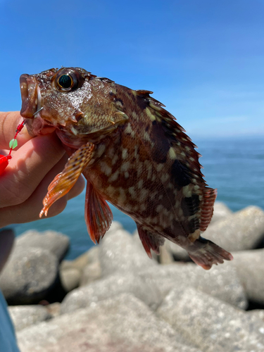 ガシラの釣果