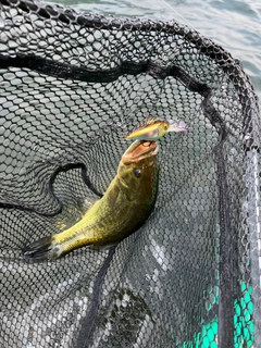 ブラックバスの釣果