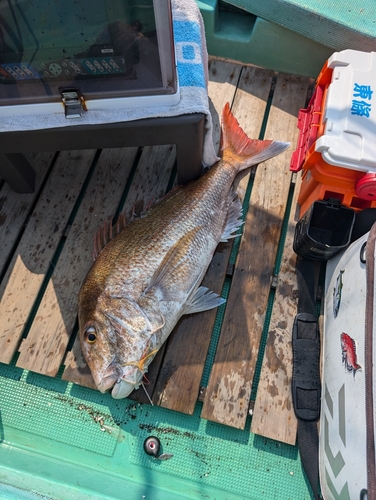 マダイの釣果