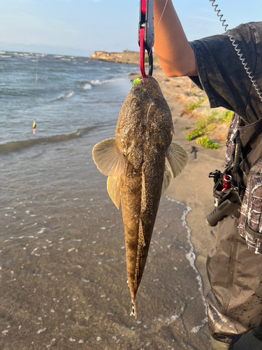 マゴチの釣果