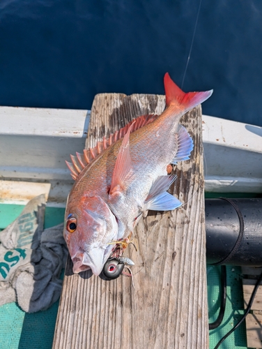 マダイの釣果