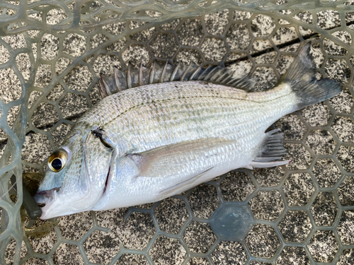 ミナミクロダイの釣果