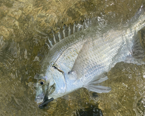 ミナミクロダイの釣果