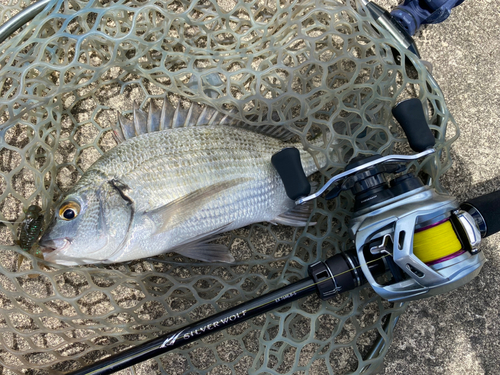 ミナミクロダイの釣果