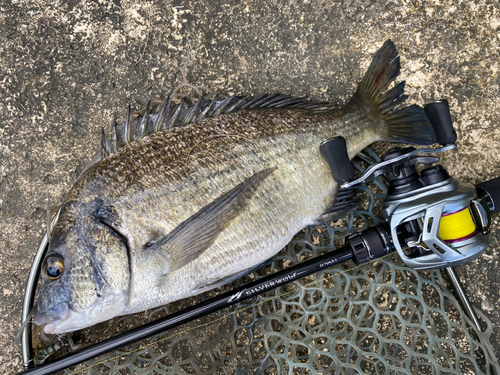 ミナミクロダイの釣果