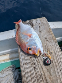 レンコダイの釣果