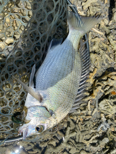 ミナミクロダイの釣果