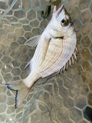 ミナミクロダイの釣果