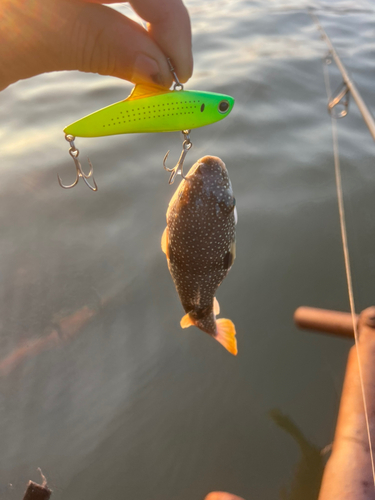 クサフグの釣果