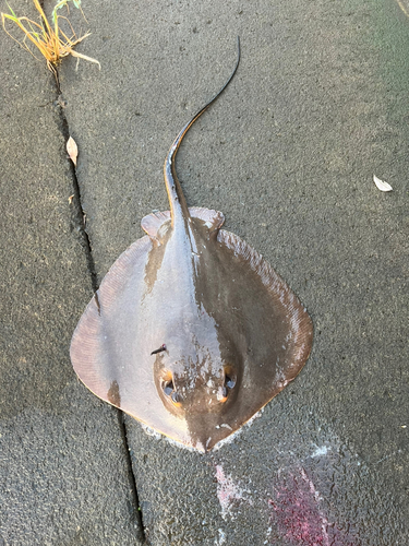 アカエイの釣果