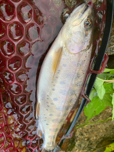 ヤマメの釣果