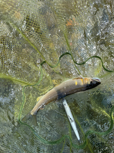 アユの釣果