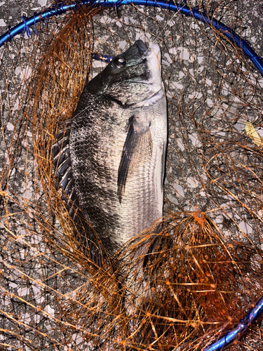 チヌの釣果