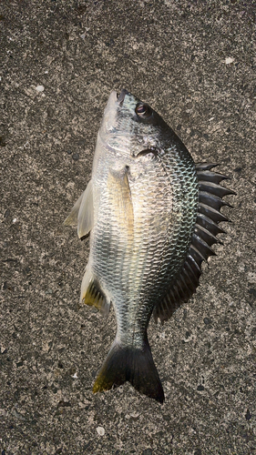 チヌの釣果