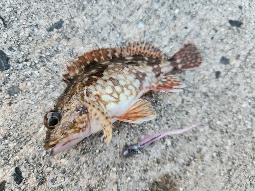 カサゴの釣果