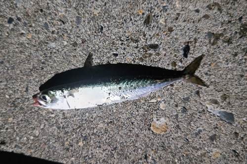 サバの釣果