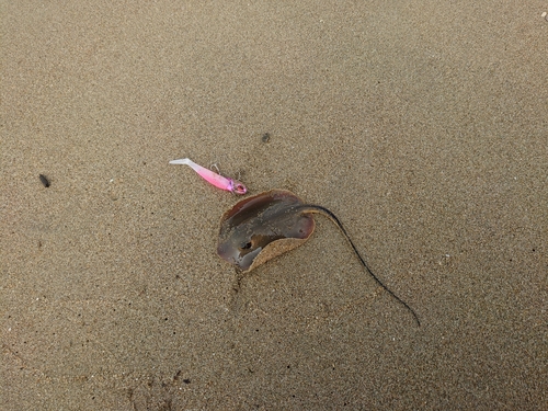 エイの釣果