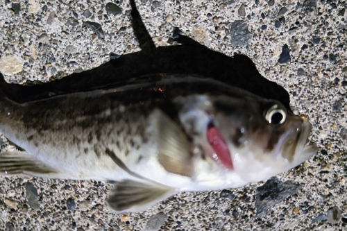 クロソイの釣果