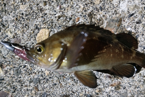 エゾメバルの釣果