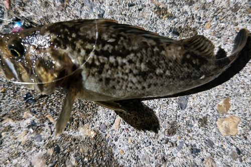 クロソイの釣果