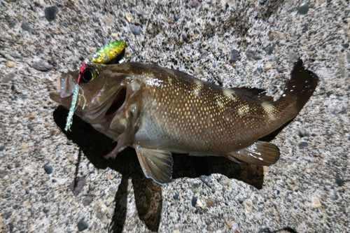 エゾメバルの釣果