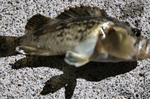 クロソイの釣果