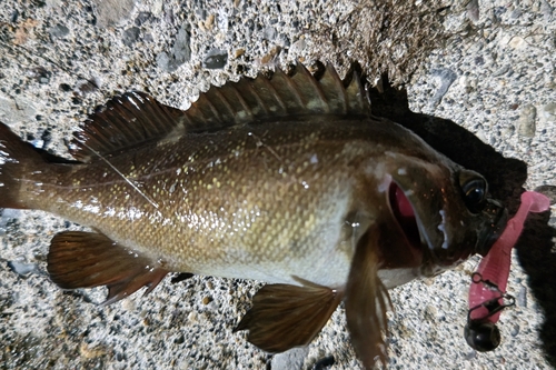 エゾメバルの釣果