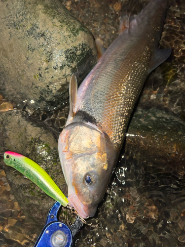 ウグイの釣果