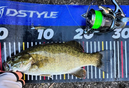 スモールマウスバスの釣果