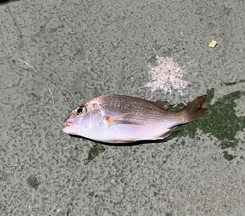 釣果